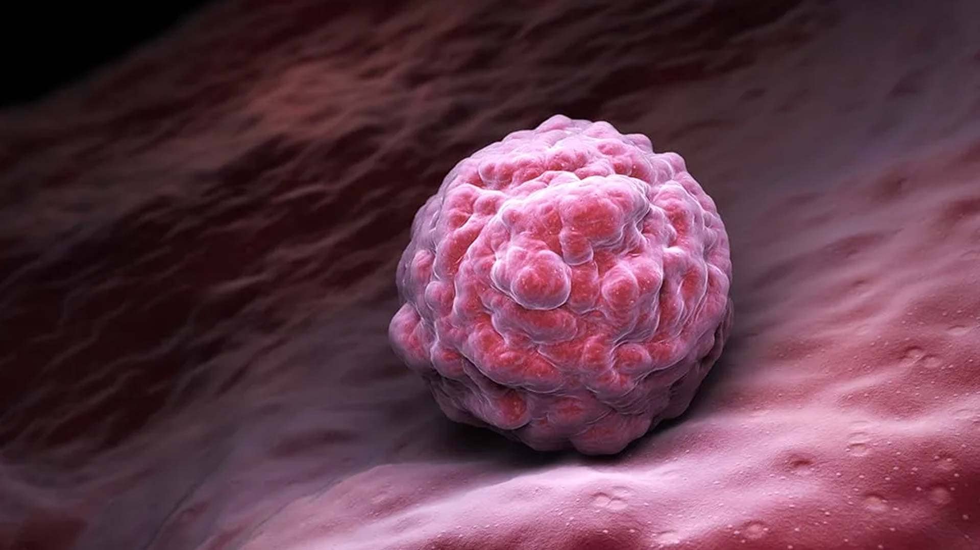 Blastocyst Culture Service in Gujarat